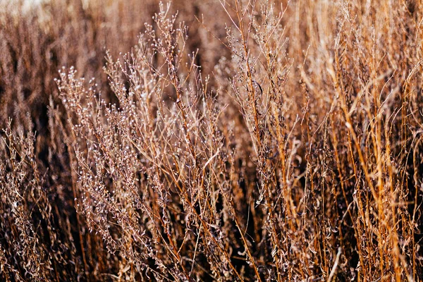 Hierba Seca Otoño Nota Poca Profundidad Campo — Foto de Stock