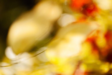 arka plan bulanık için güneşli bir soyut sonbahar yaprakları