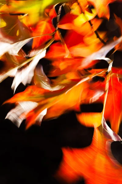 Abstracción Hojas Otoño Para Fondo Borroso — Foto de Stock