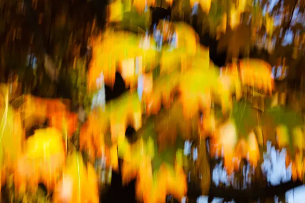 Hojas abstractas de otoño — Foto de Stock