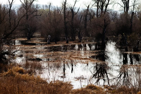 Водно-болотних угідь у пізній осіні — стокове фото