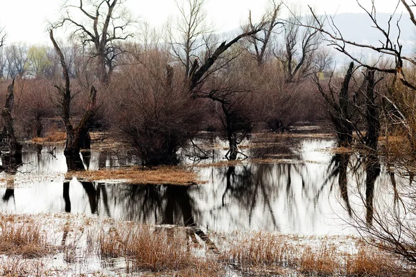 Водно-болотних угідь у пізній осіні — стокове фото