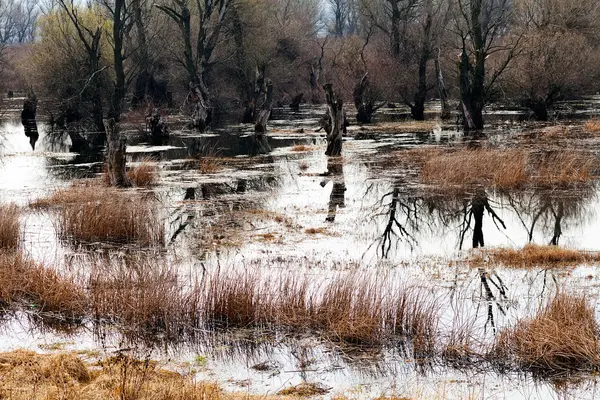 在深秋的湿地 — 图库照片