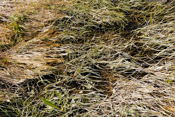Dry Grass Bent Swamp Note Shallow Depth Field — Stock Photo, Image
