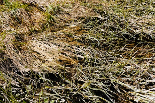 Droog Gras Gebogen Het Moeras Opmerking Ondiepe Scherptediepte — Stockfoto