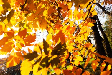 güneşli, Not sığ derinlik-in tarla sonbaharda yaprakları
