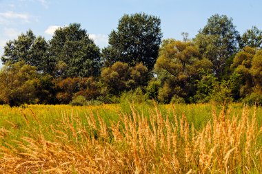 çayır bitki örtüsü ağaçlar civarı, Not alan sığ derinliği ile