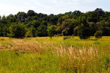 çayır bitki örtüsü ağaçlar civarı, Not alan sığ derinliği ile