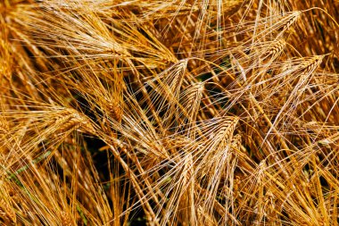 Rye sonbaharda, not alan sığ derinliği alan