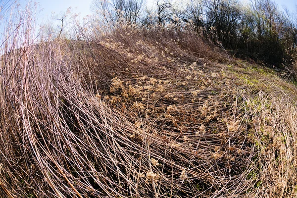 Herbe Champ Sec Après Tempête Dans Nature Notez Faible Profondeur — Photo