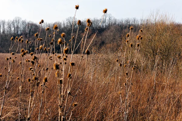 Dried Grass Autumn Note Shallow Depth Field — Stock Photo, Image