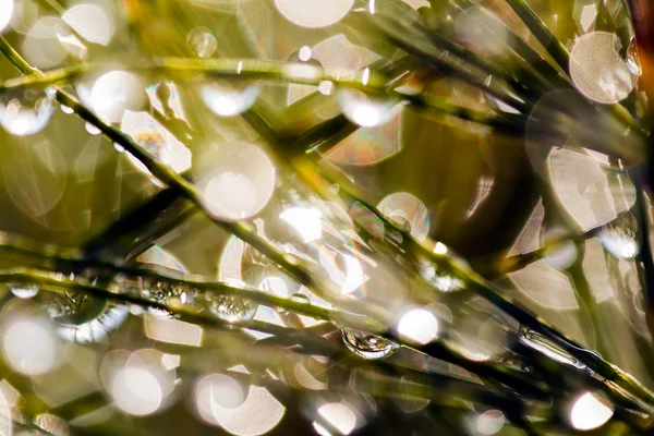 Отражения Дождевых Капель Растении Размытого Фона — стоковое фото