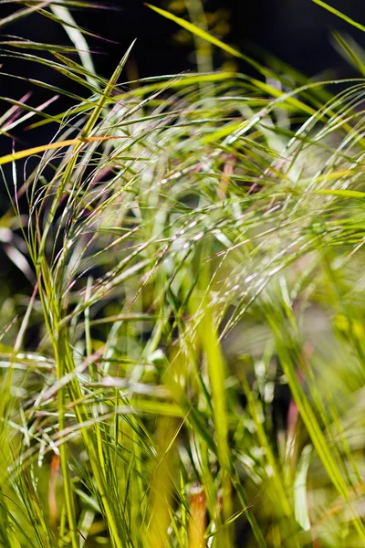 背景をぼかすため草の抽象的な長いブレード — ストック写真
