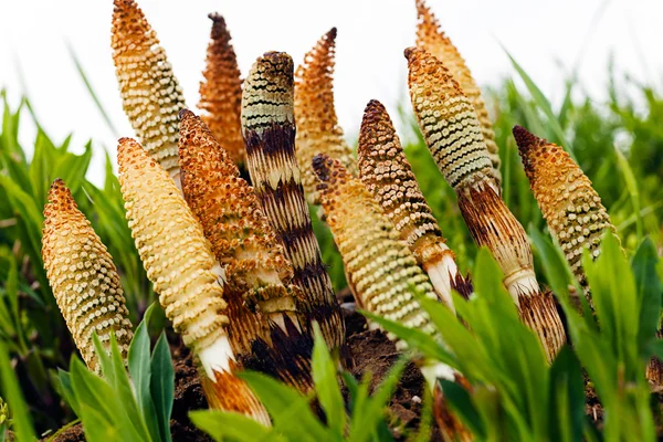 Horsetail herb in nature, note shallow depth of field — Stock Image Horsetail Herb Nature Note Shallow Depth Field Stock Photo