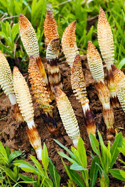 Horsetail herb in nature, note shallow depth of field — Stock Image Horsetail Herb Nature Note Shallow Depth Field Stock Photo
