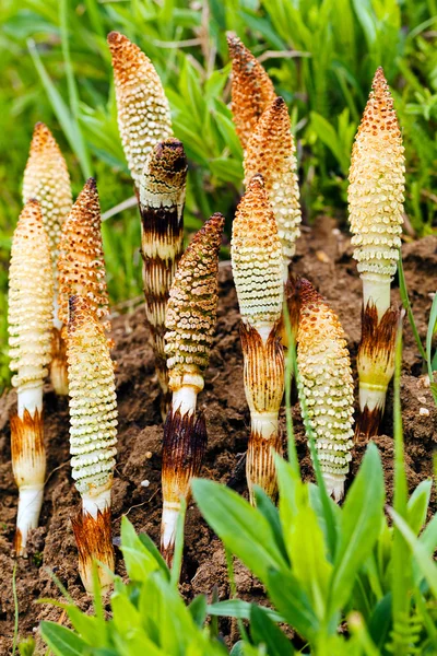 Horsetail herb in nature, note shallow depth of field — Stock Image Horsetail Herb Nature Note Shallow Depth Field Royalty Free Stock Photos