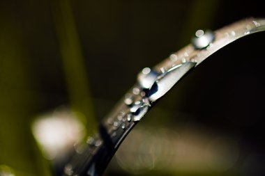 arka plan bulanık için yeşil grassafter yağmur