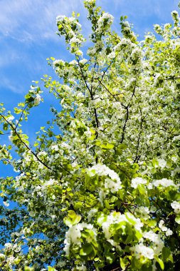 ağaç doğa, Not sığ derinlik-in tarla beyaz çiçekleri ile