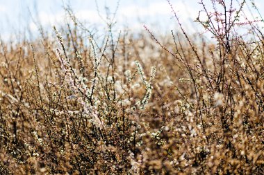Yazın sonundaki çiçekli çalılar, sığ alan derinliğine dikkat edin.