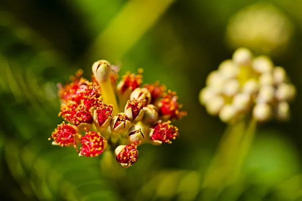 Buds Decorative Wood Albizia Note Shallow Depth Field — Stock Photo, Image