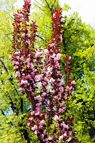Κλάδους Ροζ Λουλούδια Και Υπόβαθρο Της Πρασινάδας Σημείωση Ρηχή Τμήμα — Φωτογραφία Αρχείου