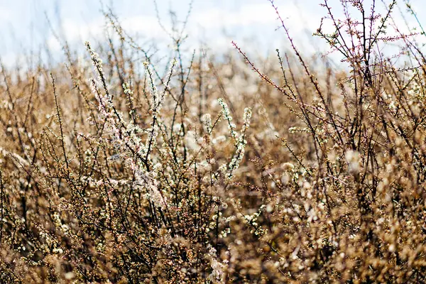 Arbustos Florais Final Verão Observe Profundidade Rasa Campo — Fotografia de Stock