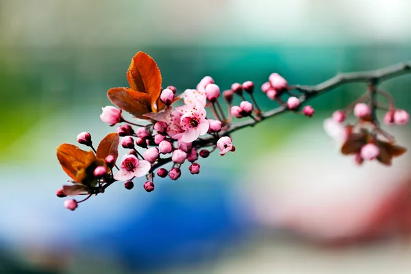 Branches Avec Des Fleurs Roses Sur Fond Bleu Note Faible — Photo