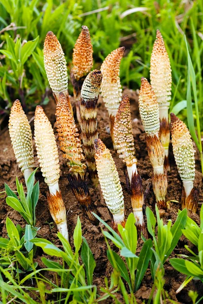 Horsetail herb in nature, note shallow depth of field — Stock Image Horsetail Herb Nature Note Shallow Depth Field Stock Image