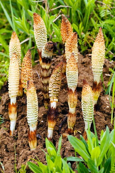 Horsetail herb in nature, note shallow depth of field — Stock Image Horsetail Herb Nature Note Shallow Depth Field Stock Photo
