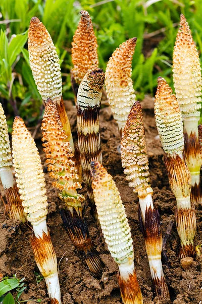 Horsetail herb in nature, note shallow depth of field — Stock Image Horsetail Herb Nature Note Shallow Depth Field Stock Picture