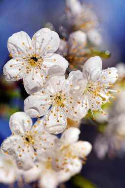 Mor mavi arka planda kiraz çiçeği, dikkat edin sığ alan derinliği