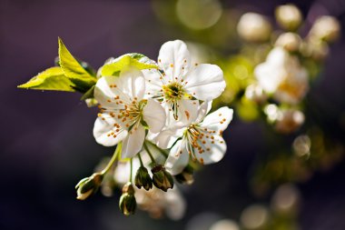 Mor mavi arka planda kiraz çiçeği, dikkat edin sığ alan derinliği