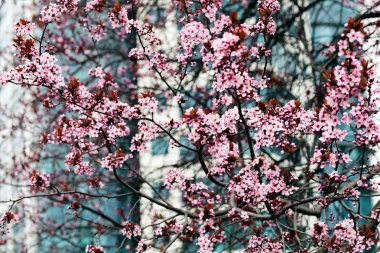ağaç şehrin pembe çiçekleri ile