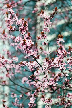 ağaç pembe çiçekleri şehrin Not alan sığ derinliği ile
