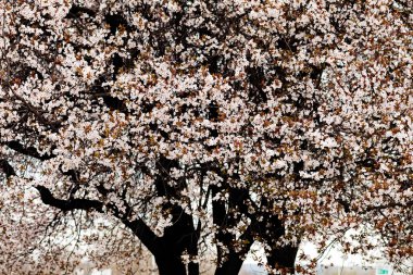 Ağaç bahar beyaz çiçekli