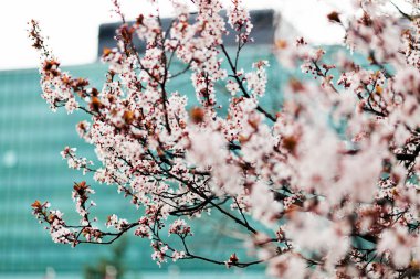 ağaç pembe çiçekleri şehrin Not alan sığ derinliği ile