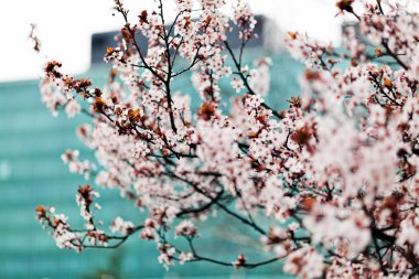 ağaç pembe çiçekleri şehrin Not alan sığ derinliği ile