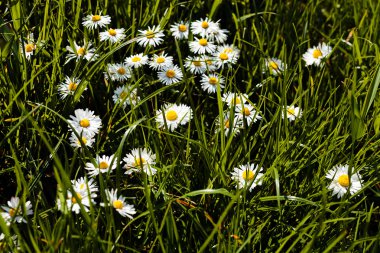 bir çayırda çiçekler papatya