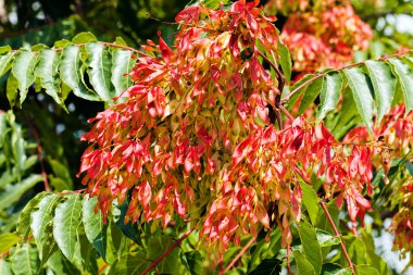 Doğada beyaz kül ağacı