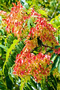 Doğada beyaz kül ağacı