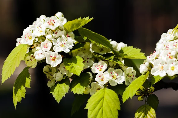 Flor Cerezo Fondo Verde — Foto de Stock