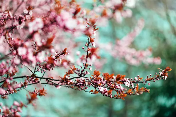 Arbre Avec Des Fleurs Roses Dans Ville Note Faible Profondeur — Photo