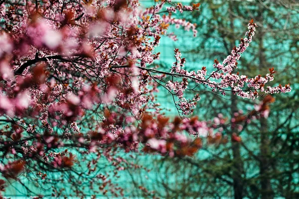 Arbre Avec Des Fleurs Roses Dans Ville Note Faible Profondeur — Photo