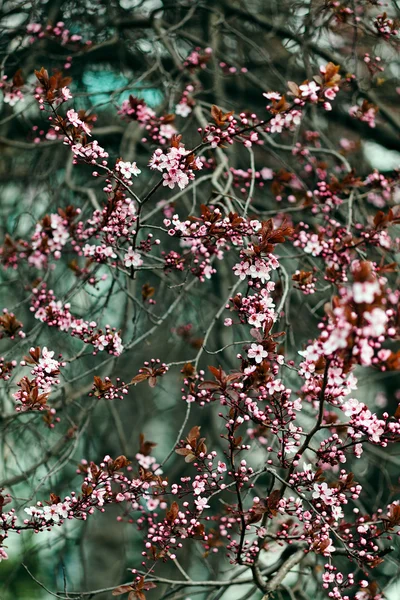 Tree Pink Blossoms City Note Shallow Depth Field — Stock Photo, Image