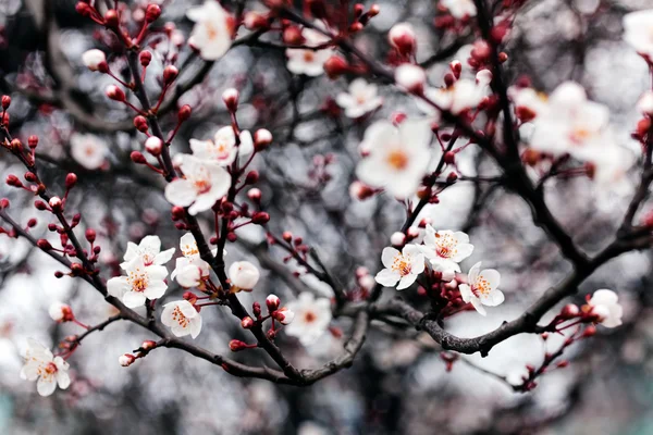 Boom Met Roze Bloesems Stad Opmerking Ondiepe Scherptediepte — Stockfoto