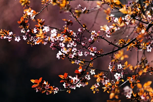 Baum Mit Rosa Blüten Der Stadt Geringe Schärfentiefe Beachten — Stockfoto