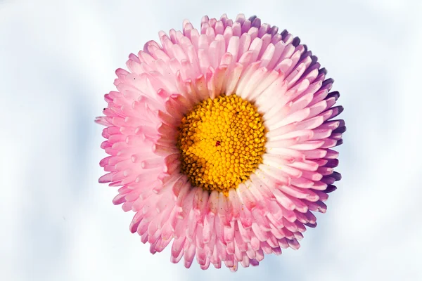 Flor Crisantemo Rosa Sobre Fondo Blanco — Foto de Stock