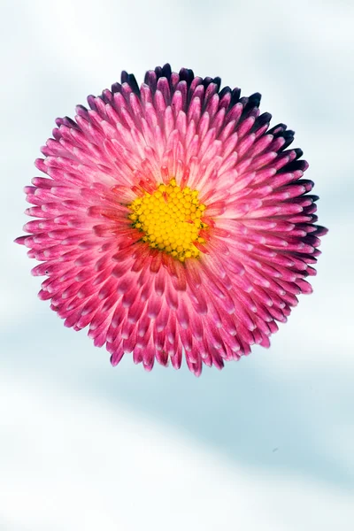 粉红色的菊花 在白色的背景 — 图库照片