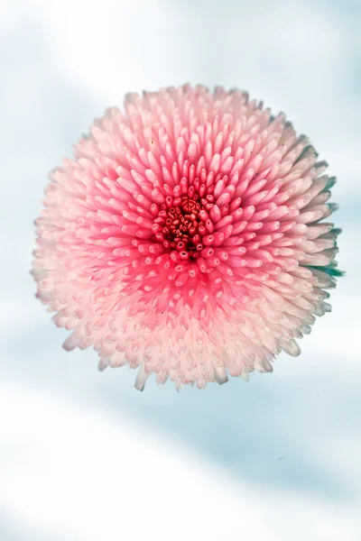 粉红色的菊花 在白色的背景 — 图库照片