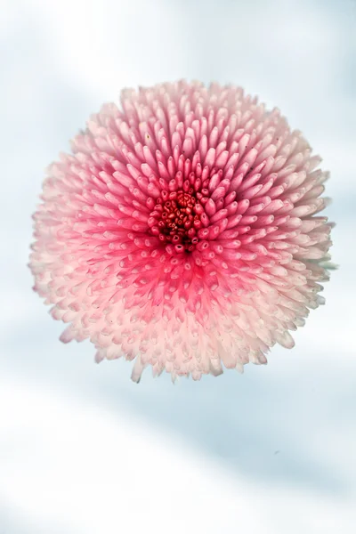 粉红色的菊花 在白色的背景 — 图库照片